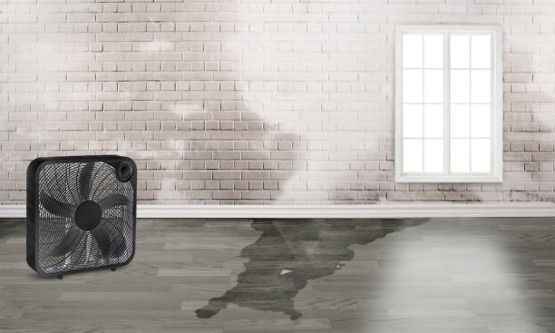 Best Carpet water damage restoration  in Huntsville, TX